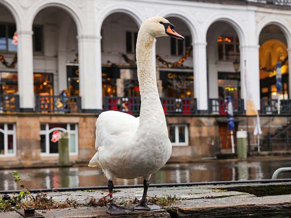 Die Zeit des Schwimmens auf der Alster ist vorbei: Mit den sinkenden Temperaturen geht fr die Schwne wieder zurck in ihr Winterquartier am Eppendorfer Mhlenteich.