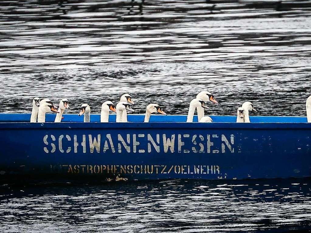 Die Zeit des Schwimmens auf der Alster ist vorbei: Mit den sinkenden Temperaturen geht fr die Schwne wieder zurck in ihr Winterquartier am Eppendorfer Mhlenteich.