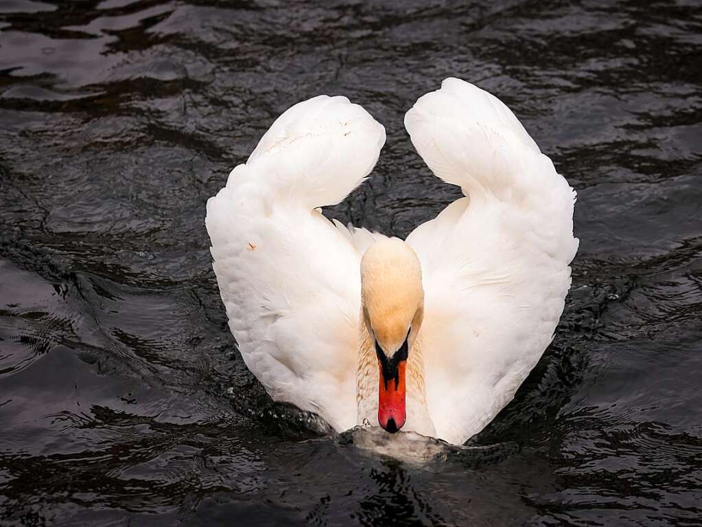 Die Zeit des Schwimmens auf der Alster ist vorbei: Mit den sinkenden Temperaturen geht fr die Schwne wieder zurck in ihr Winterquartier am Eppendorfer Mhlenteich.