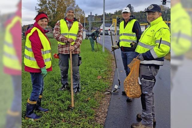 450 Narzissen in Altdorf gepflanzt