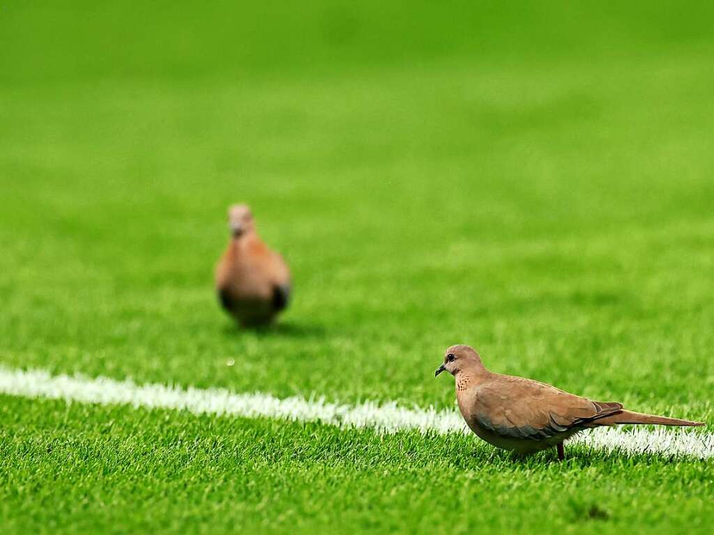 Vgel sitzen whrend der Partie auf dem Spielfeld.