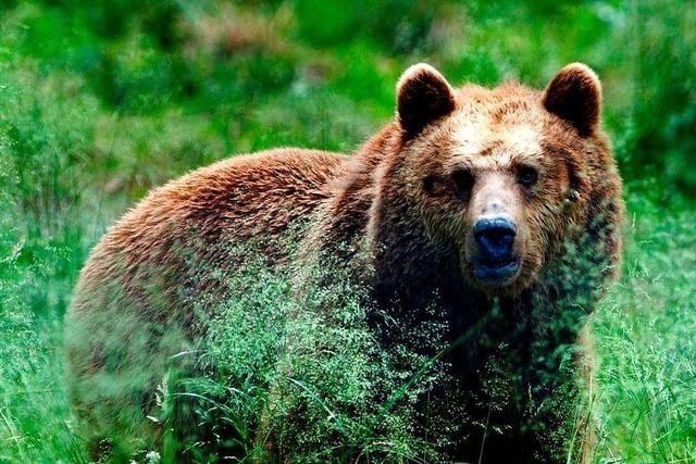 Im Bärenpark leben Tiere, die sich zu sehr an Menschen gewöhnt haben