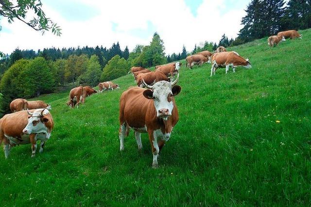 Schluchsees Landwirte fordern Lösung für die Vergabe von Gemeindeflächen
