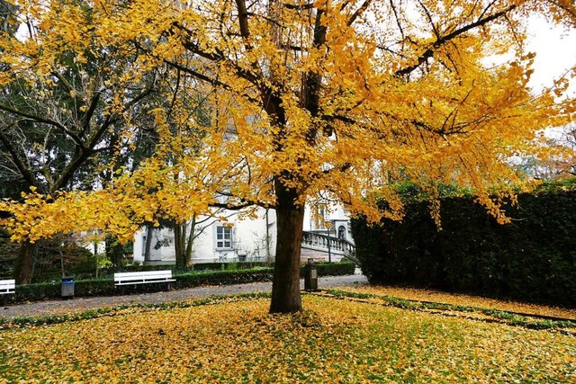 Goldgelb hngt das Laub noch an den B... hier im Schlosspark in Bad Sckingen.  | Foto: David Pister