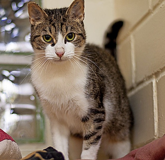 Katze Nina  | Foto: Tierheim Lahr