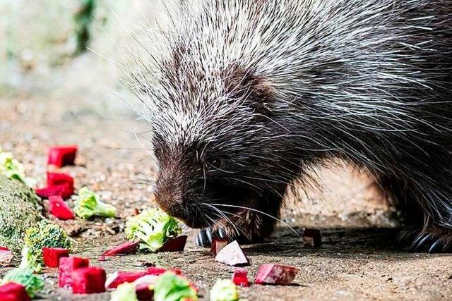 Die Baumstachler im Basler Zoo fressen sich Fettreserven an