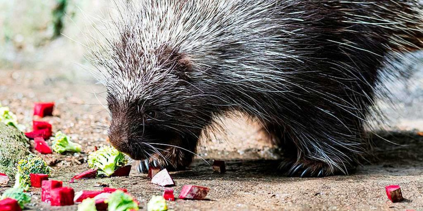 Baumstachler fressen nicht das ganze Jahr gleich.  | Foto: Zoo Basel