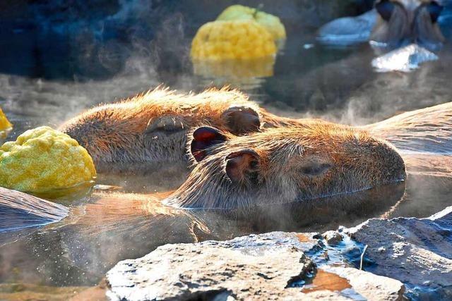 Auch Japans Wasserschweine lieben im Winter heie Bder