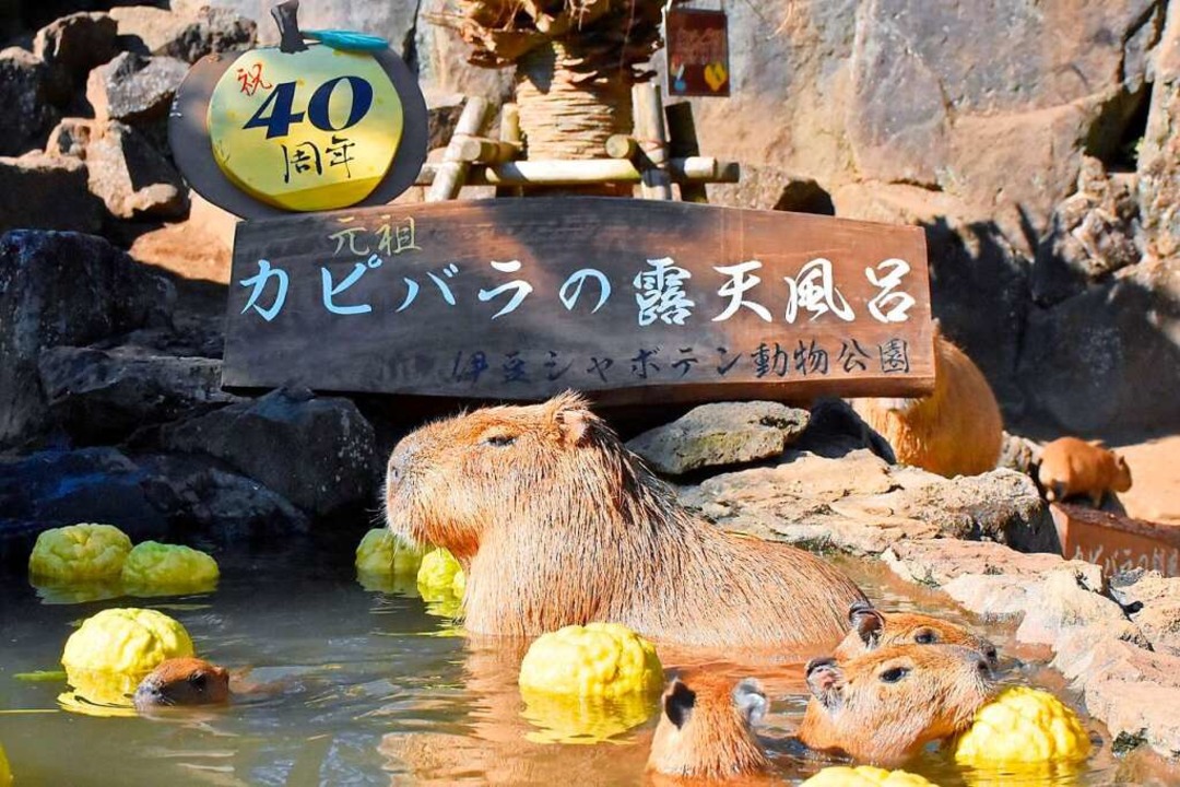 Wasserschweine im heien Bad des Zoo Izu Shaboten  | Foto: - (dpa)