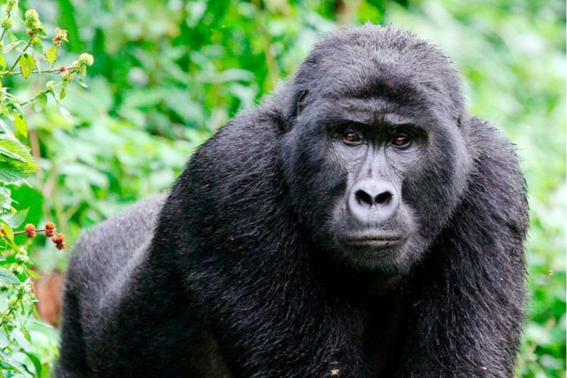 Berggorillas in Uganda: Es gibt mehr sanfte Riesen