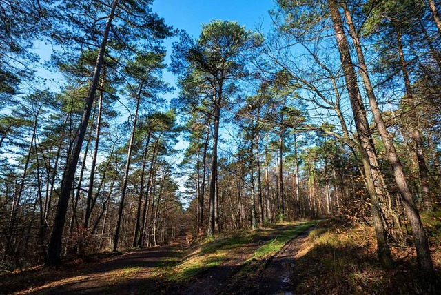   | Foto: Harald Tittel (dpa)