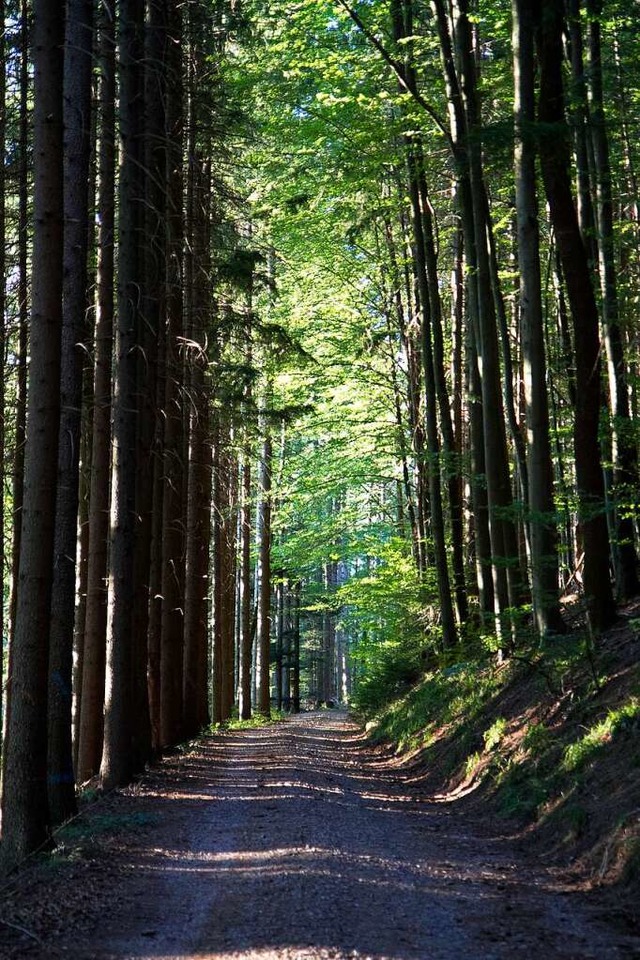 Fr den Windener Wald soll demnchst f...Die Gemeinde kann Schwerpunkte setzen.  | Foto: Daniel Fleig