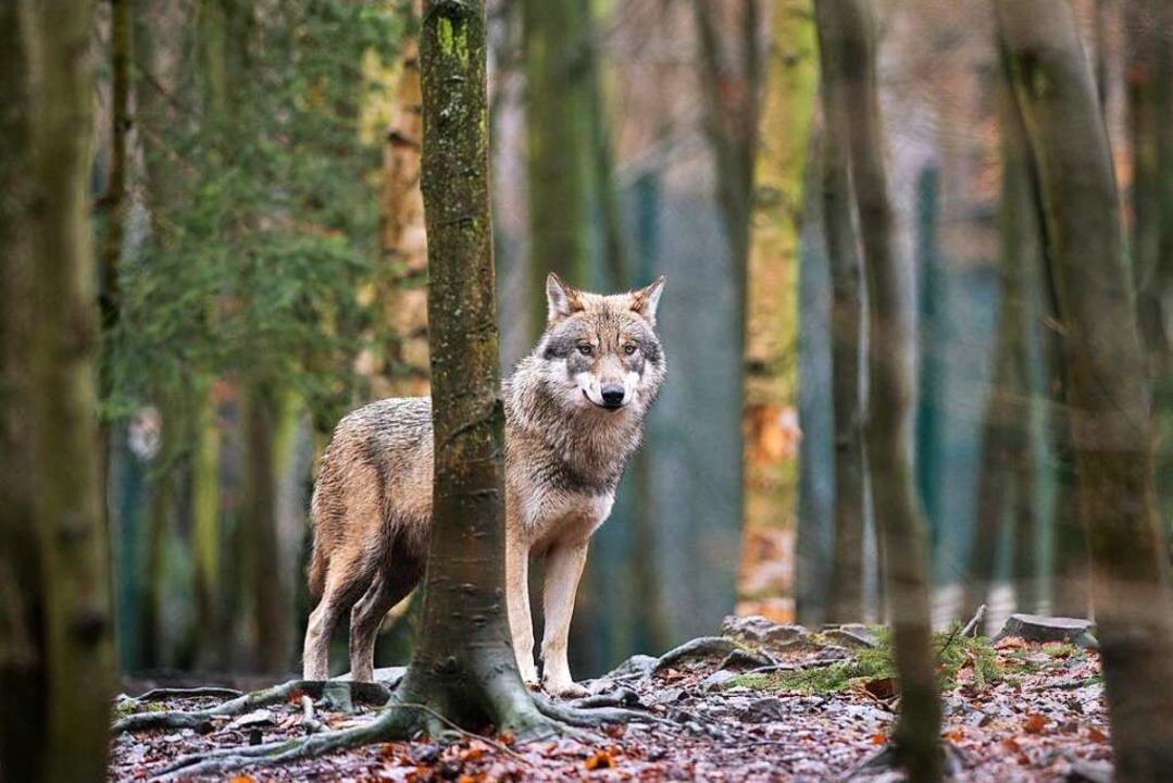 Unser Symbolbild zeigt einen Wolf in S... von ihnen ist, steht noch nicht fest.  | Foto: Klaus-Dietmar Gabbert (dpa)