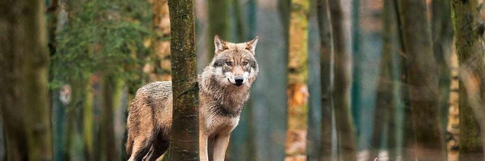 Jäger sichten Wolf bei Wutach: 