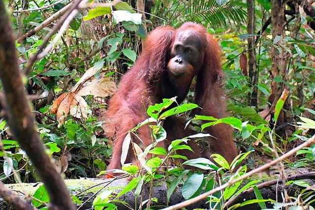 Orang-Utan Ben bei seiner Auswilderung   | Foto: BOS Foundation (dpa)