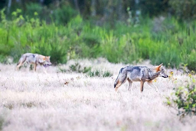 Zwei Wolfswelpen streifen durch die Ke...e der Dberitzer Heide in Brandenburg.  | Foto: Ingolf Knig-Jablonski