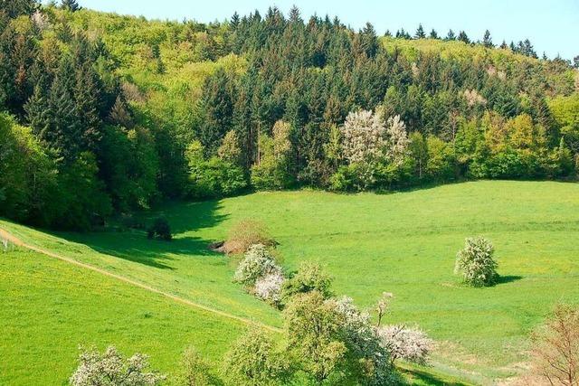 Frsterin Katrin Ernst erklrt, was sie fr den Artenschutz im Gundelfinger Wald tut