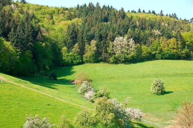 Teile des Gundelfinger Waldes stehen  ...-Fauna-Habitat besonders unter Schutz.  | Foto: Andrea Steinhart