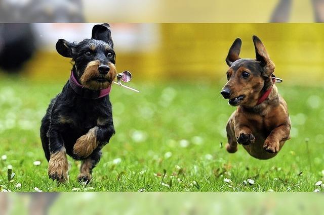 Offenburg erhöht die Hundesteuer