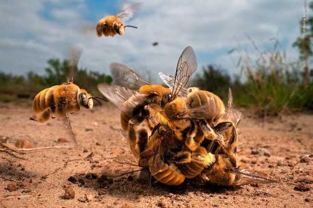 Karine Aigner aus den USA gelang das G...ngsszene der Kaktusbienen aufzunehmen.  | Foto: Karine Aigner/ Wildlife Photographer of the Year