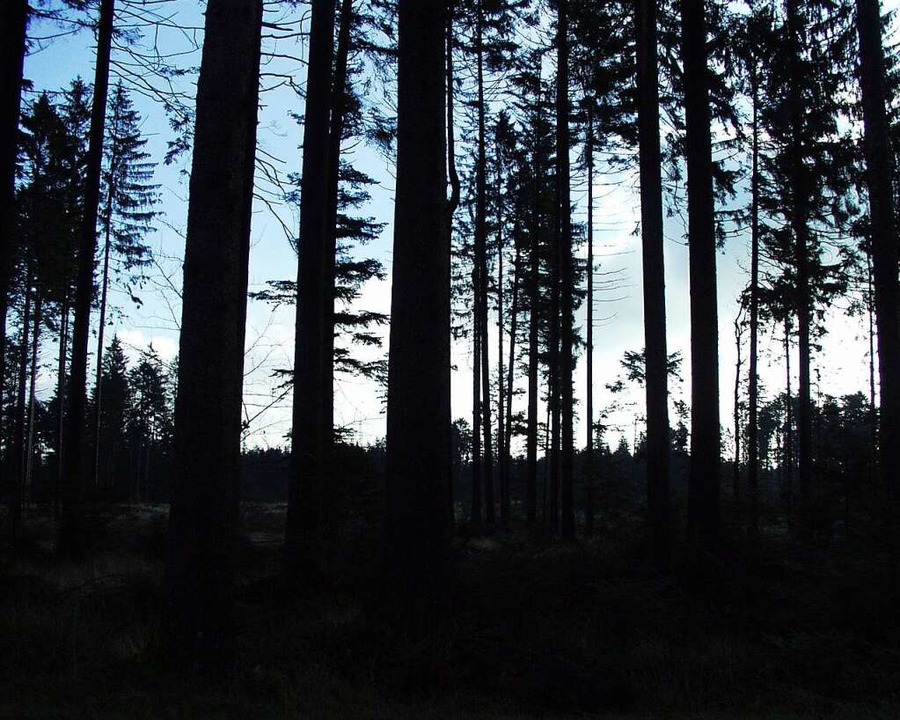 Der Bestattungswald soll so naturnah wie möglich belassen werden.  | Foto: Victoria Langelott