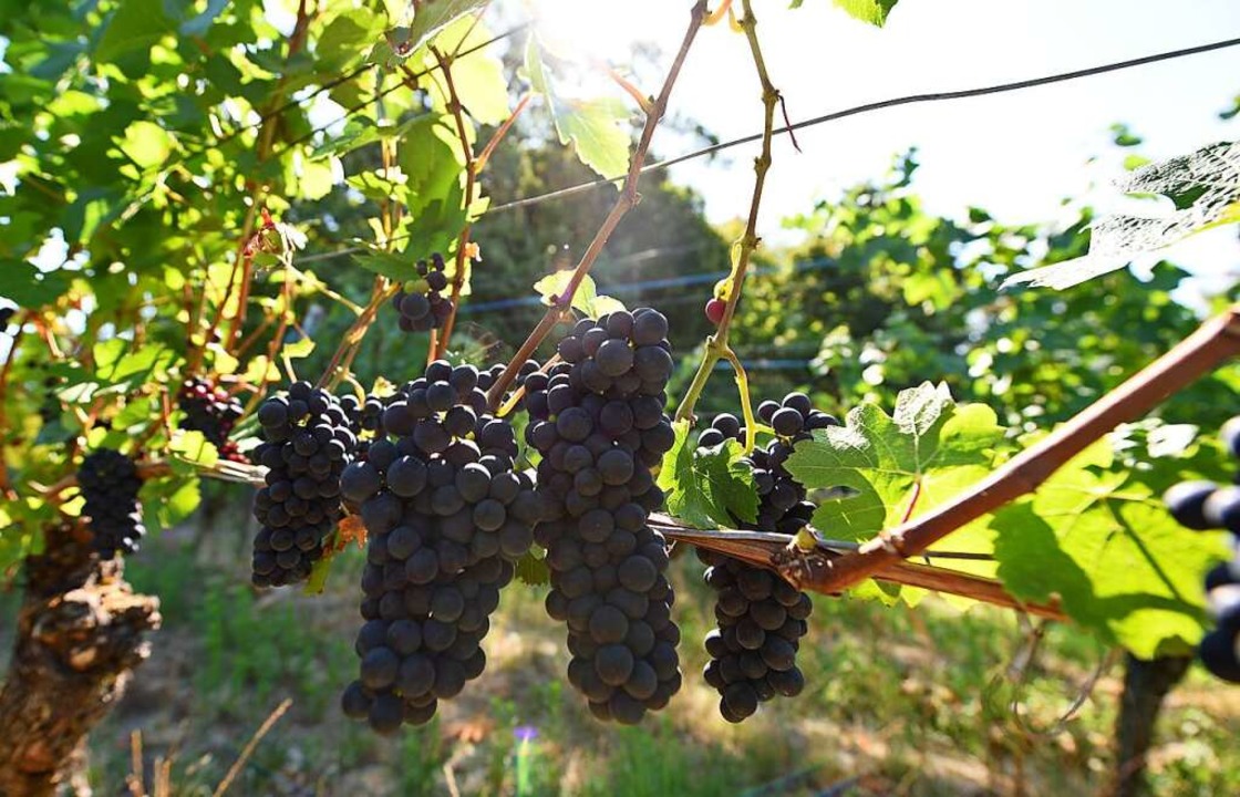 Die Landwirtschaft und speziell der Weinbau spielt eine große Rolle am Tuniberg.  | Foto: Rita Eggstein