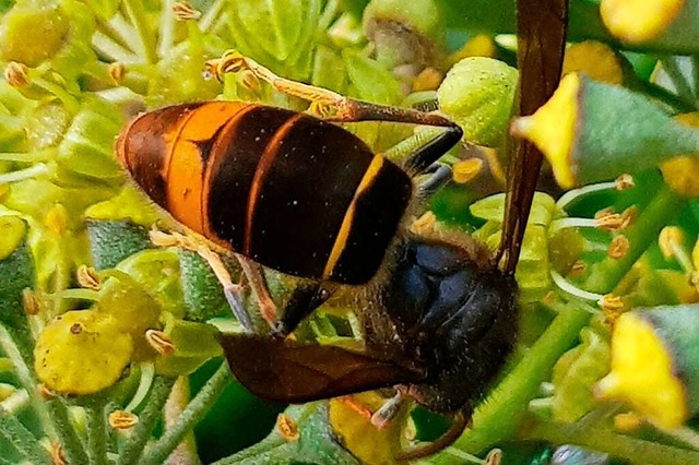 Die Asiatische Hornisse jagt im Gegens...d von Wild- sowie Honigbienen bedrohen  | Foto: ZVG Kantn Aargau