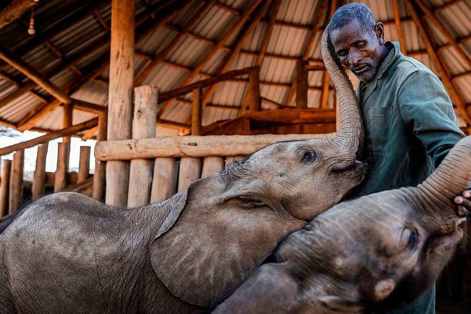 Der Elefantenwärter Kiapi Lakupanai und junge Elefanten in Kenia. Die Dürre in Ostafrika hat auch Auswirkungen auf die Reteti Elephant Sanctuary. Viele Babyelephanten verlieren ihre erschöpften Mütter &amp;#8211; oder werden verstoßen. (Foto: LUIS TATO (AFP))