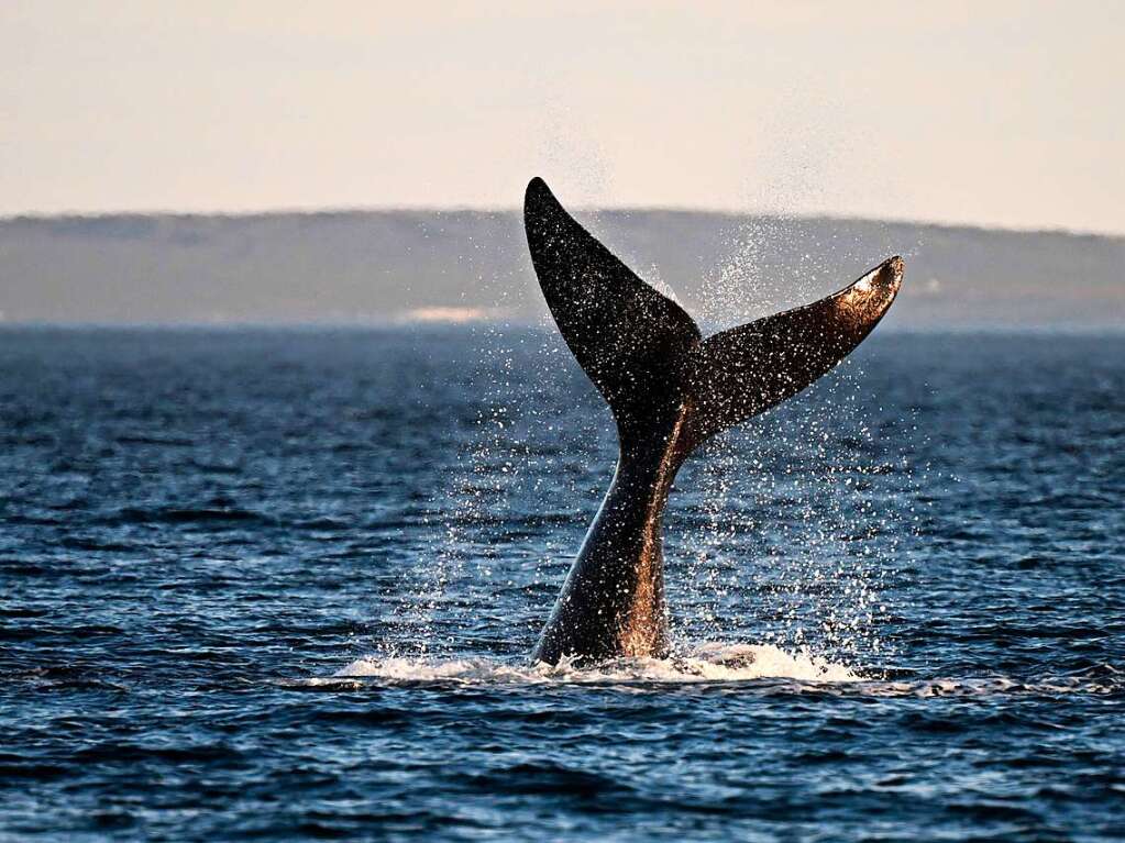 Die Schwanzflosse eines Sdkapers, aufgenommen im Oktover 2022, in Argentinien. 13 tote Wale wurden in Patagonien angeschwemmt.