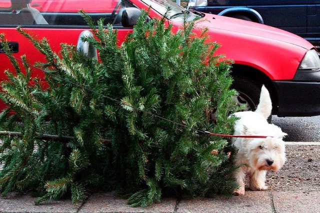 An den Weihnachtsbaum muss es nicht un...n welchem sie ihr Bein zu heben haben.  | Foto: Z5456 Arno Burgi dpa