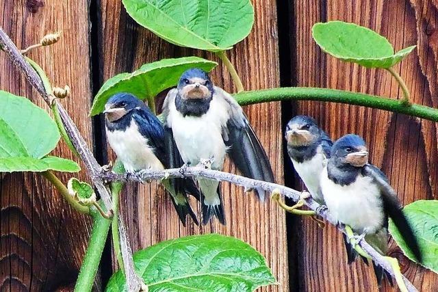 Junge Schwalben erholen sich in Schallbach