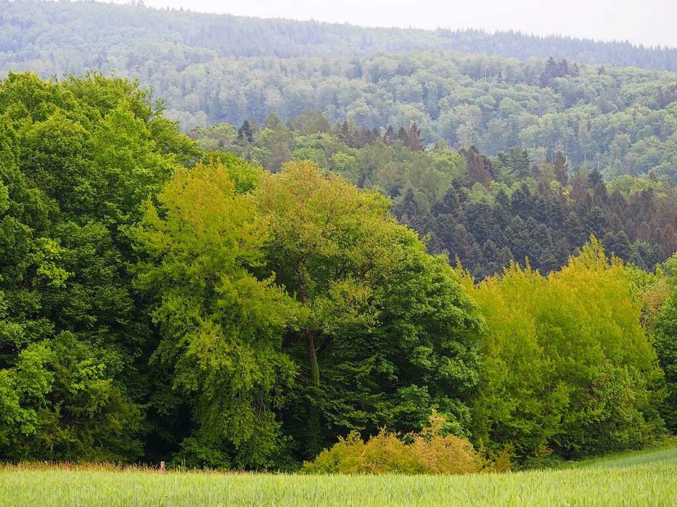 Steinens Gemeindewald soll dem Klimawandel besser trotzen können.  | Foto: Gabriele Poppen