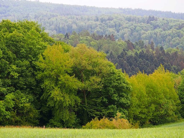 Steinens Gemeindewald soll dem Klimawandel besser trotzen knnen.  | Foto: Gabriele Poppen