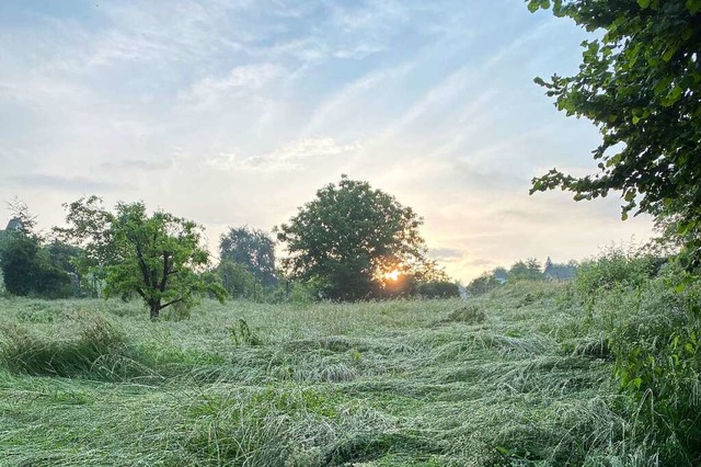 Sommermorgen bei Haltingen in Richtung tlingen.  | Foto: Claudia Gehring