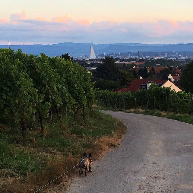 Haltingen, im Hintergrund sieht man Basel.  | Foto: Claudia Gehring