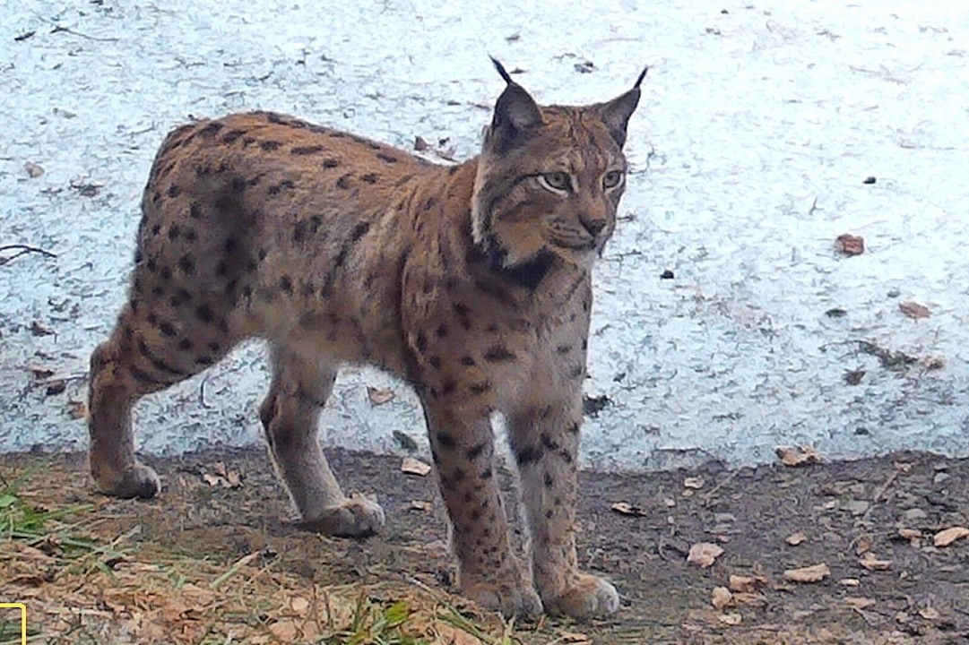 Luchs Wilhelm aus dem St. Wilhelmer Tal lebt seit Jahren ohne Partnerin.  | Foto: FVA Wildtiermonitoring im Forstbezirk Hochschwarzwald
