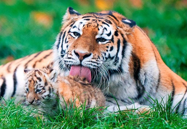Tiger  sind ebenso vom Aussterben bedroht wie Feldhamster und Glattwale.  | Foto: Joe Giddens