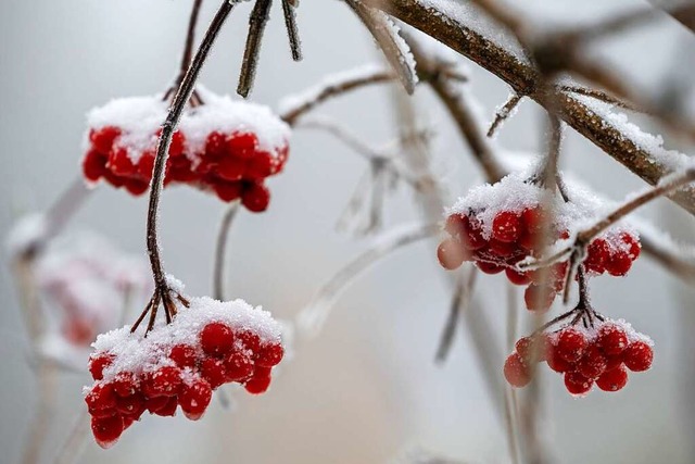 Schnee und Frost liegen als weie Haube auf den Frchten des Beerenbaums.  | Foto: Harald Tittel (dpa)