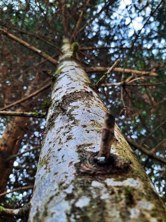 Baum im Wehrer Wald  | Foto: Erika Bader