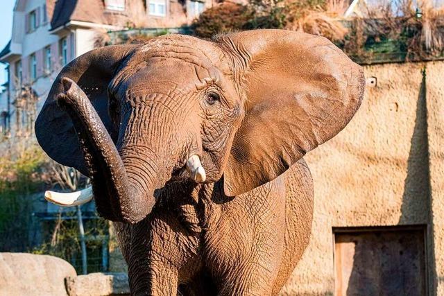 Die Basler Elefantenkuh Heri erwartet nach 18 Jahren wieder ein Kalb