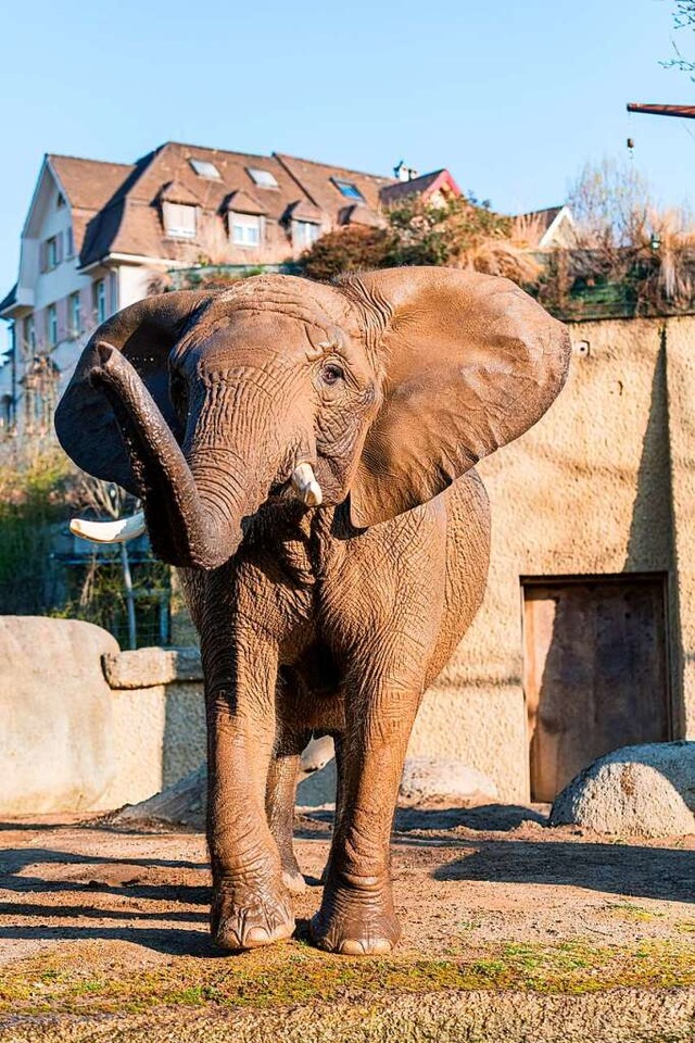 Elefantenkuh Heri erwartet nach 18 Jahren wieder Nachwuchs.  | Foto: Zoo Basel