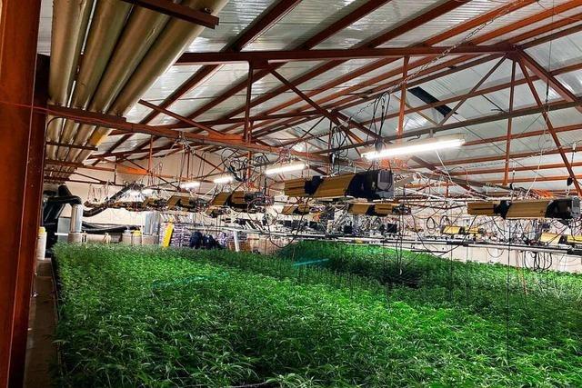 Polizei hebt Indoor-Hanfanlage mit mehr als 4000 Pflanzen aus