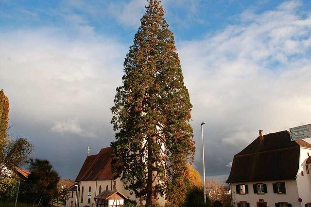 Weihnachtshighlight: Mammutbaum in Eichsel hat eine 120 Jahre lange Geschichte