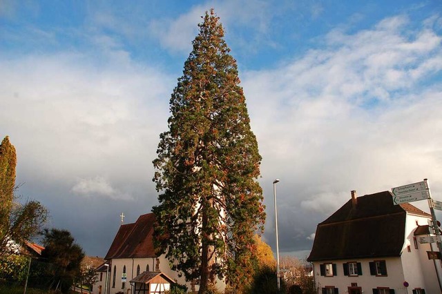 Der Baum ist 36,5 Meter hoch.  | Foto: Petra Wunderle