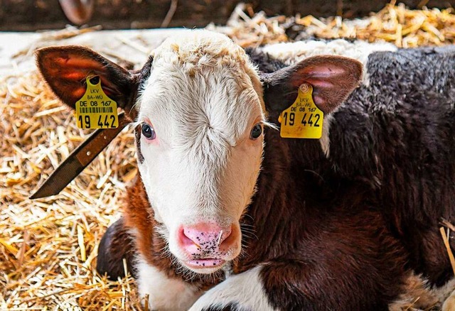 Ein Kalb in einem Stall  | Foto: Winfried Rothermel via www.imago-images.de