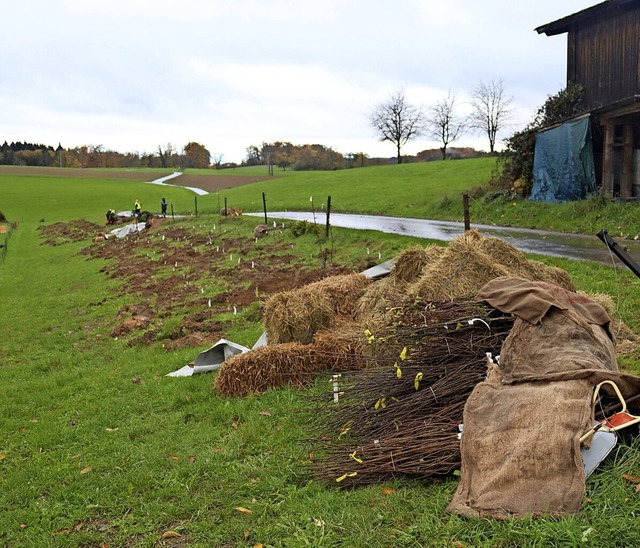 Die Feldhecke soll fr mehr Biodiversitt sorgen.   | Foto: Martin Rudolph