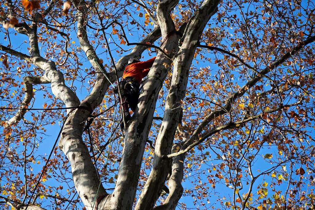 Why the treetops on the plane tree avenue in Müllheim had to be secured – Müllheim