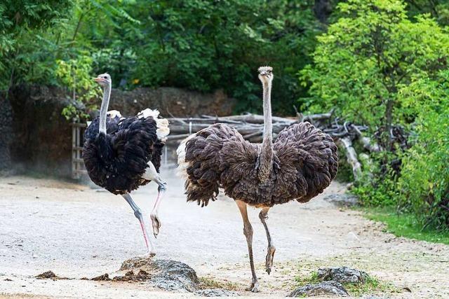Basler Zoo will Tiere besser vor Vogelgrippe schützen