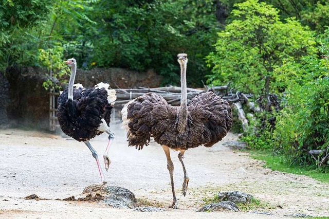 Auch die Straue sind von den Schutzmanahmen betroffen.  | Foto: Zoo Basel (Torben Weber)