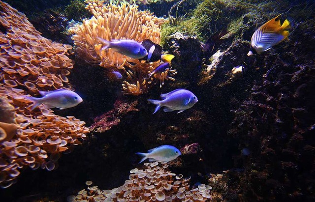 In Szene gesetzt mit LED-Licht: Fische im Aquarium  | Foto: Rita Eggstein
